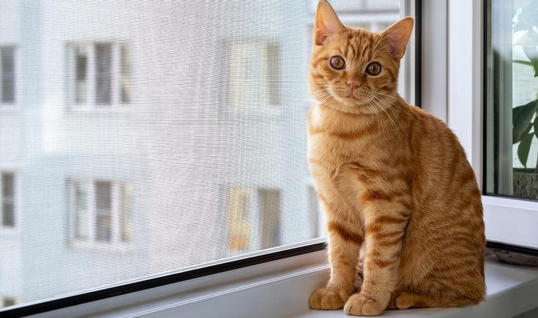 Mosquiteras para dueños de mascotas